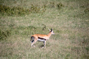 Lake Nakuru, Kenya - spotting Thomson gazelle during game drive
