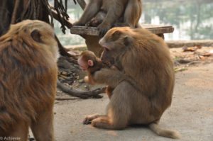 Chiang Rai, Thailand - Monkey Temple (Wat Tham Phra) - Macaques