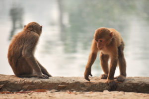 Chiang Rai, Thailand - Monkey Temple (Wat Tham Phra) - Macaques