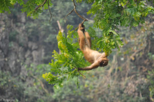 Chiang Rai, Thailand - Monkey Temple (Wat Tham Phra) - Macaques