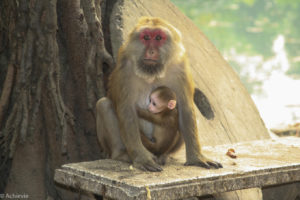 Chiang Rai, Thailand - Monkey Temple (Wat Tham Phra) - Macaques