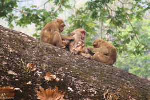 Chiang Rai, Thailand - Monkey Temple (Wat Tham Phra) - Macaques