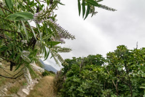 NewZealand-7views-QueenCharlotte-0003