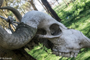 Kenya_LakeNaivasha_Walk-0002