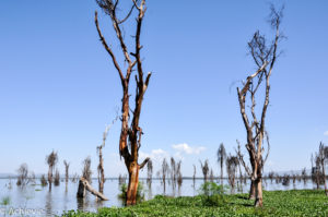 Kenya_LakeNaivasha_Walk-0003