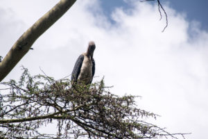 Lake Naivasha, Kenya - Crescent Island Game Sanctuary - Boat tour & Walk