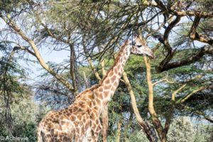 Lake Naivasha, Kenya - Crescent Island Game Sanctuary - Boat tour & Walk