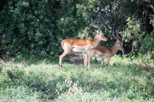 Lake Naivasha, Kenya - Crescent Island Game Sanctuary - Boat tour & Walk