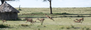 Lake Naivasha, Kenya - Crescent Island Game Sanctuary - Boat tour & Walk