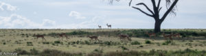 Lake Naivasha, Kenya - Crescent Island Game Sanctuary - Boat tour & Walk