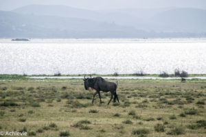 Kenya_LakeNaivasha_Walk-0018