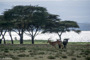 Lake Naivasha, Kenya - Crescent Island Game Sanctuary - Boat tour & Walk