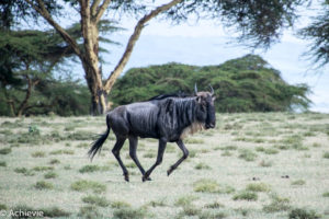 Kenya_LakeNaivasha_Walk-0023