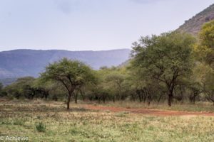 SouthAfrica_BlackLeopard-0001