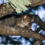 SouthAfrica_BlackLeopard-0003