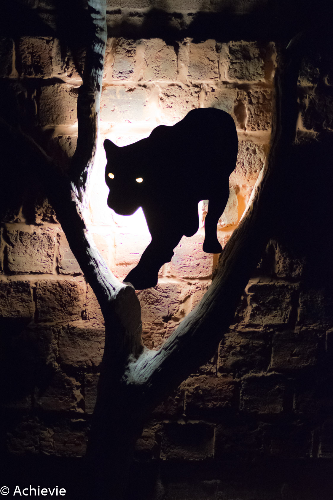 SouthAfrica_BlackLeopard-0007