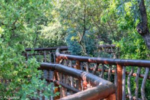 SouthAfrica_BlackLeopard-0011