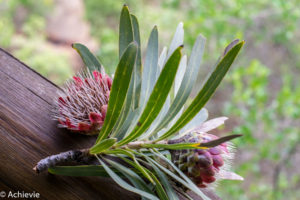 SouthAfrica_BlackLeopard-0016