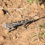 SouthAfrica_BlackLeopard-0022