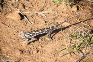 Thaba Tholo Wilderness Reserve, South Africa - Black Leopard Camp