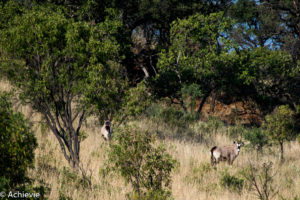 Thaba Tholo Wilderness Reserve, South Africa - Black Leopard Camp