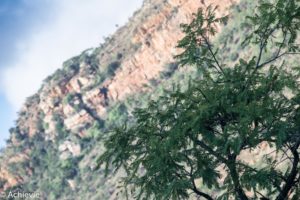 SouthAfrica_BlackLeopard-0024