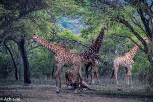 Thaba Tholo Wilderness Reserve, South Africa - Black Leopard Camp