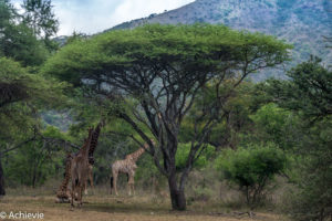 Thaba Tholo Wilderness Reserve, South Africa - Black Leopard Camp - Giraffe