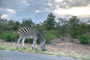 SouthAfrica_Kruger_Day1-0002