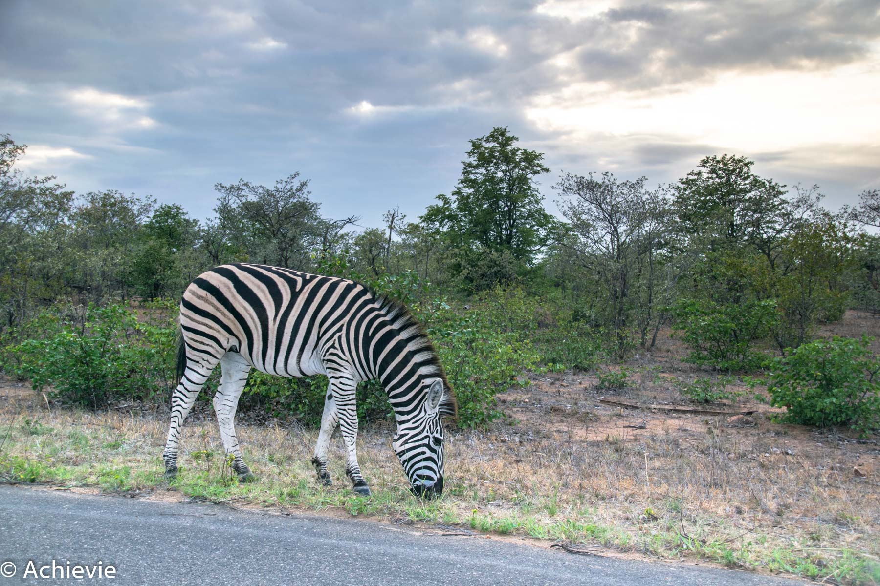 SouthAfrica_Kruger_Day1-0002