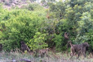 Kruger National Park, South Africa - Self drive from Phalaborwa to Satara