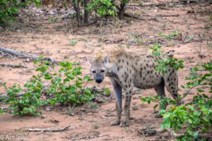 Kruger National Park, South Africa - Self drive from Phalaborwa to Satara