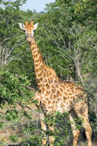 Kruger National Park, South Africa - Self drive from Phalaborwa to Satara