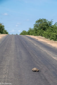 SouthAfrica_Kruger_Day1-0010