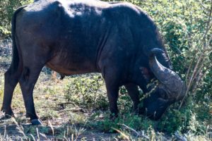 Kruger National Park, South Africa - Self drive from Phalaborwa to Satara