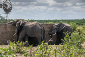 Kruger National Park, South Africa - Self drive from Phalaborwa to Satara