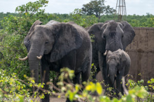 Kruger National Park, South Africa - Self drive from Phalaborwa to Satara