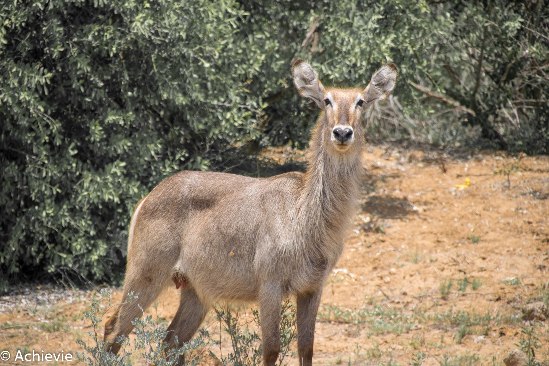 SouthAfrica_Kruger_Day1-0017