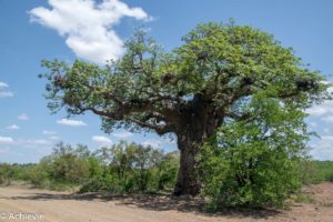 SouthAfrica_Kruger_Day1-0018