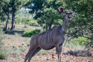 Kruger National Park, South Africa - Self drive from Phalaborwa to Satara