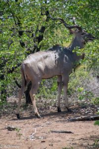 Kruger National Park, South Africa - Self drive from Phalaborwa to Satara