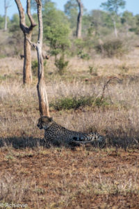 Kruger National Park, South Africa - Self drive from Phalaborwa to Satara