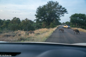 Kruger National Park, South Africa - Self drive from Satara to Berg-en-Dal