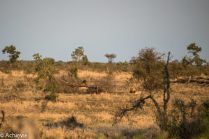 Kruger National Park, South Africa - Self drive from Satara to Berg-en-Dal