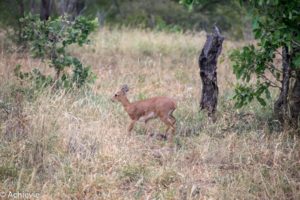 Kruger National Park, South Africa - Self drive from Satara to Berg-en-Dal