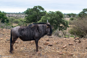 SouthAfrica_Kruger_Day2-0007