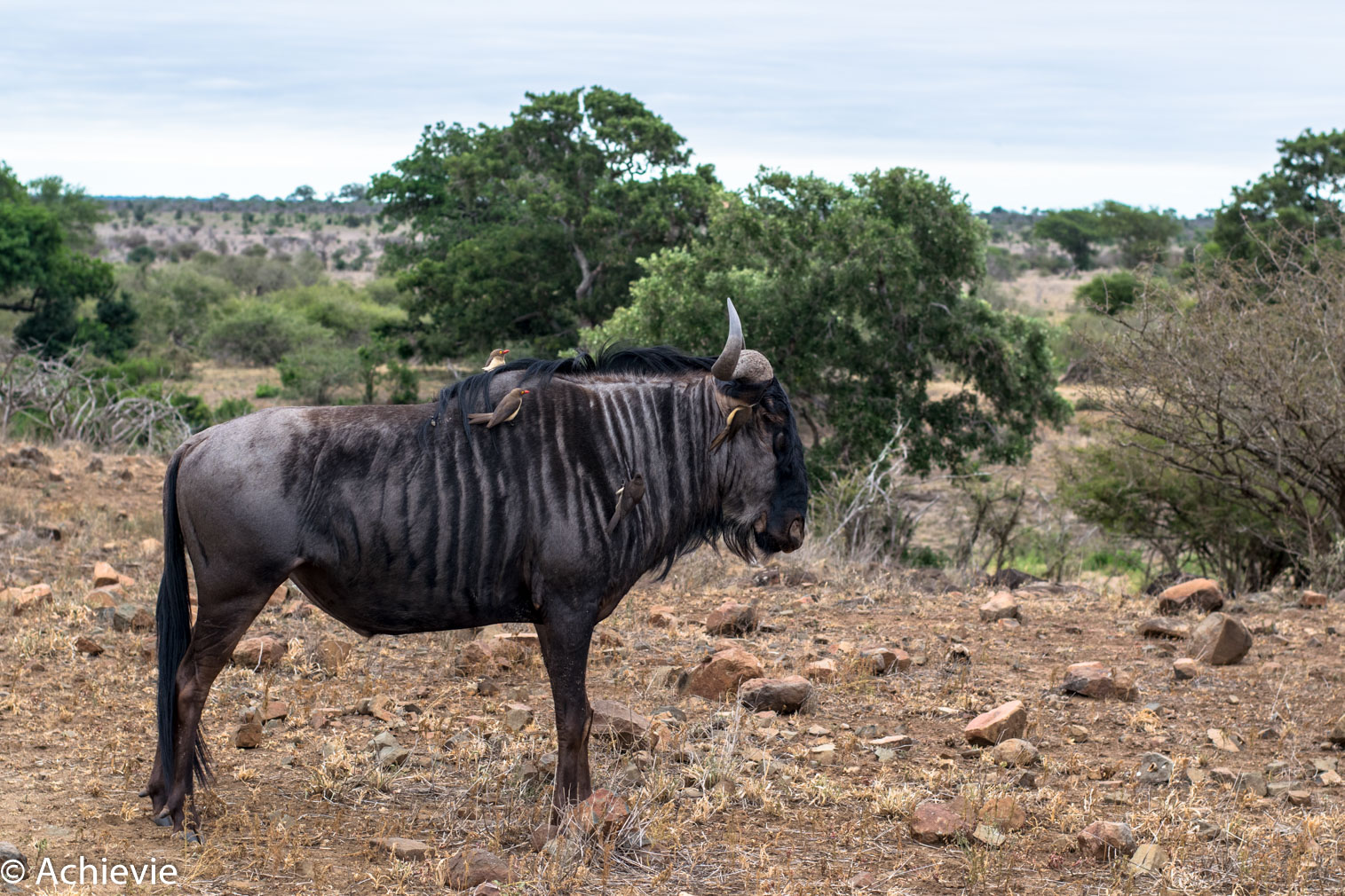 SouthAfrica_Kruger_Day2-0007