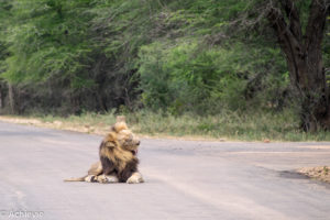 Kruger National Park, South Africa - Self drive from Satara to Berg-en-Dal