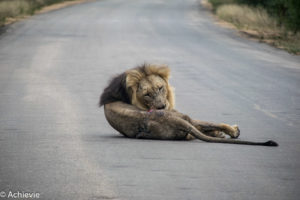 Kruger National Park, South Africa - Self drive from Satara to Berg-en-Dal