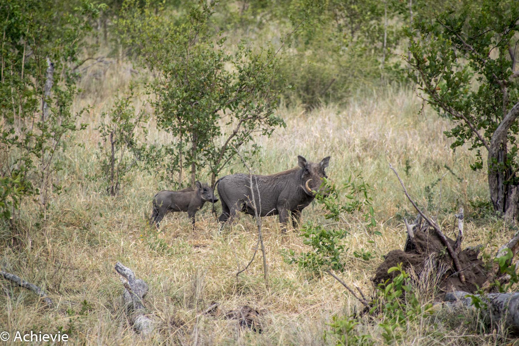 SouthAfrica_Kruger_Day2-0014